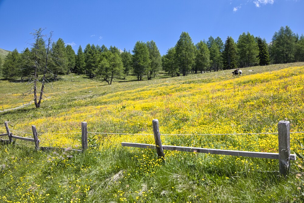 Pascoli della Stumpf Alm