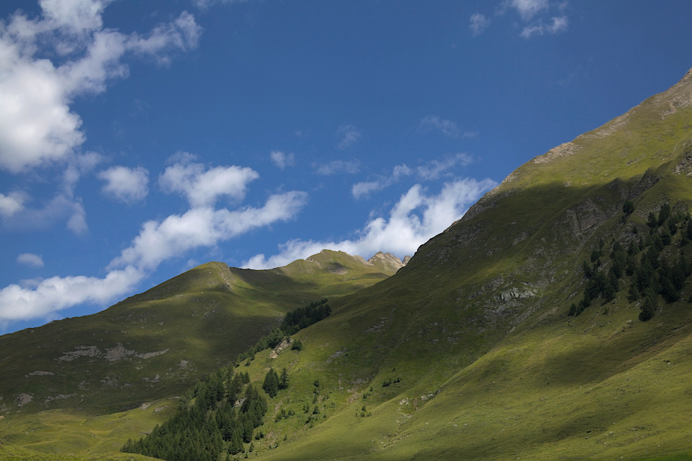 Il verde sopra Fane Alm