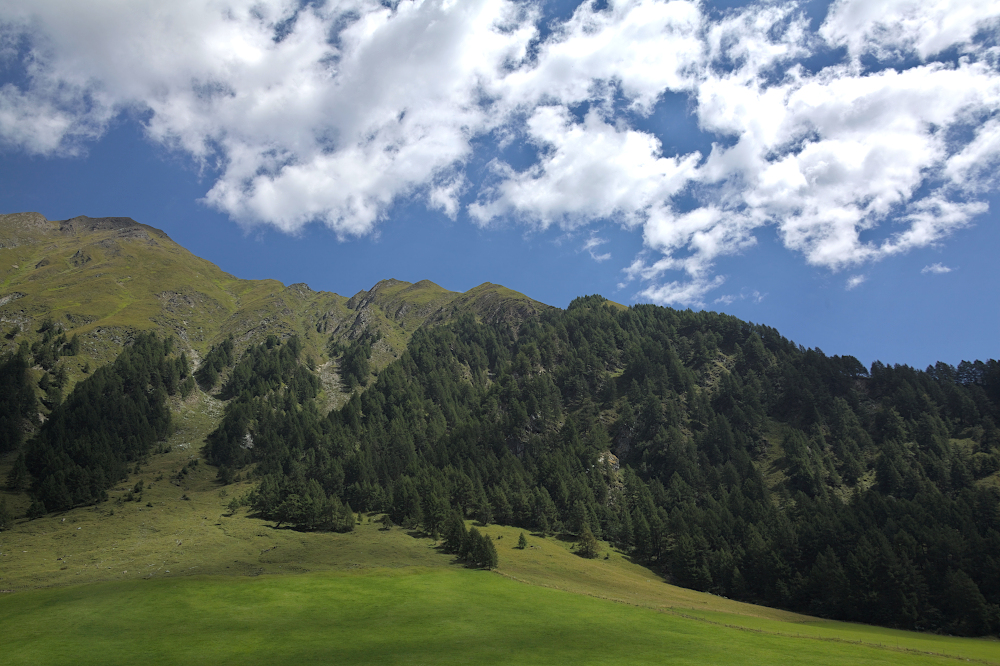 Pascoli di Fane Alm