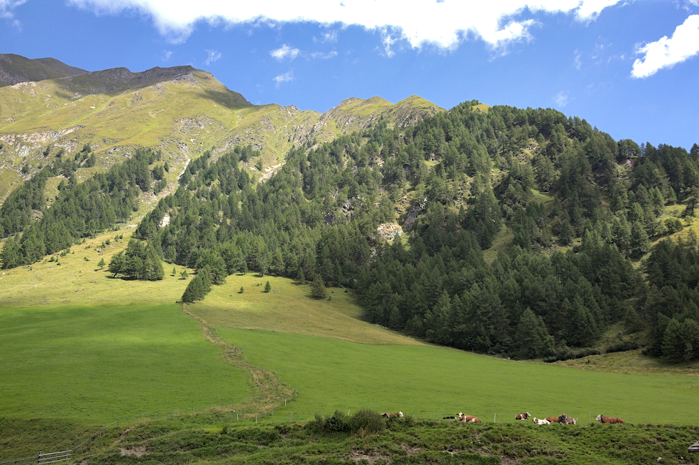 Pascoli di Fane Alm