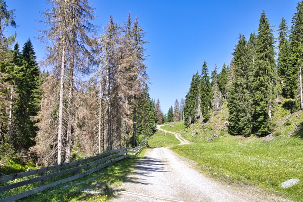 Strada Bianca che sale a Malga Silvestro e Steinberg Alm