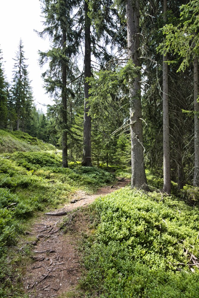 Sentiero salendo alla Kiener Alm