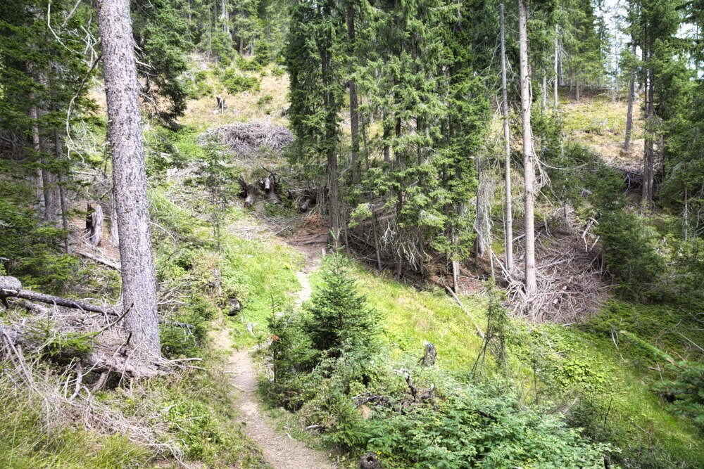 Sentiero salendo alla Kiener Alm