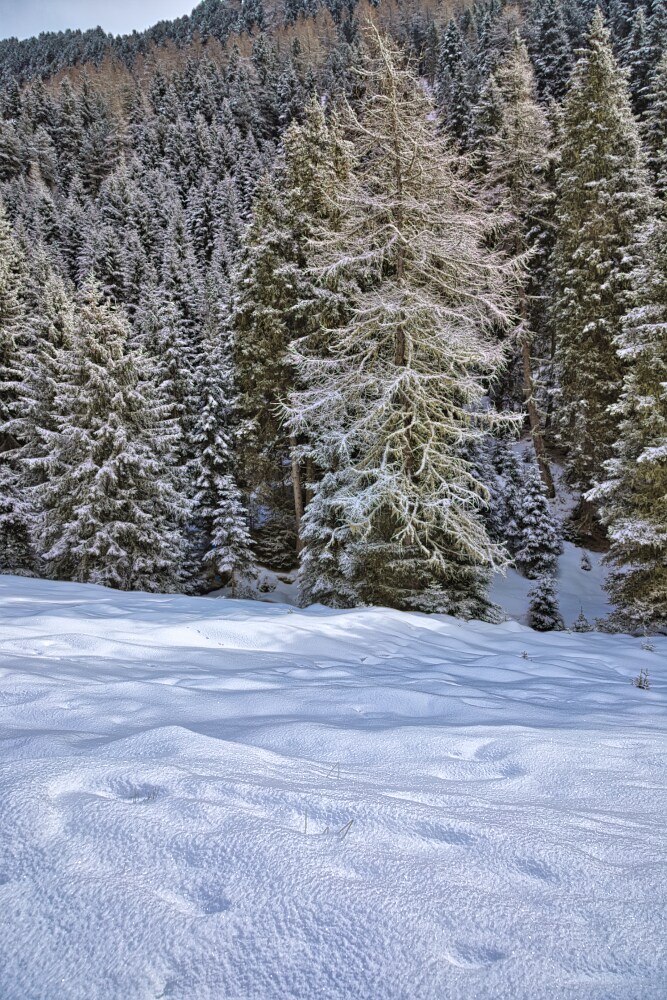 I magici colori della neve fresca sugli abeti e larici