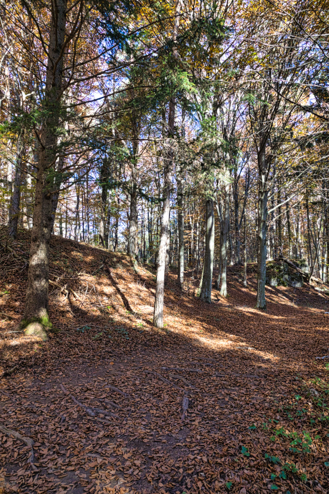 Stupenda faggeta al Parco del Respiro