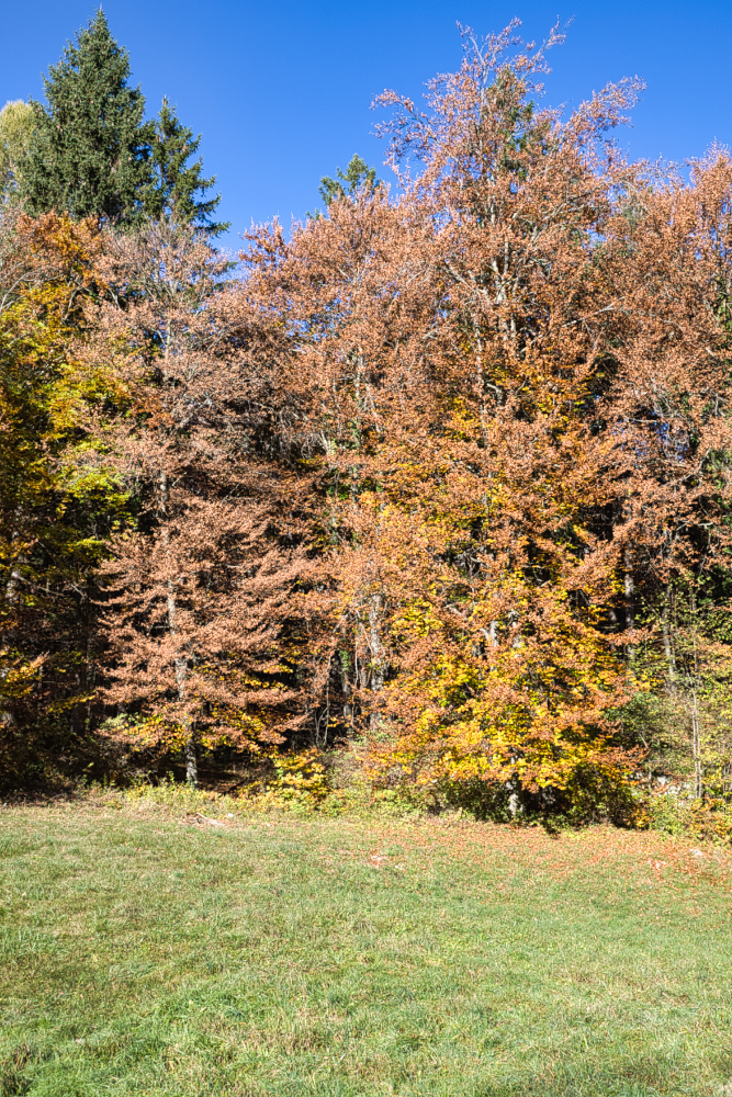 Colori autunnali al Parco Del Respiro