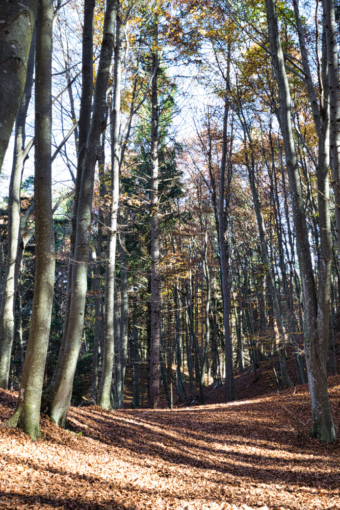 Stupenda faggeta al Parco del Respiro