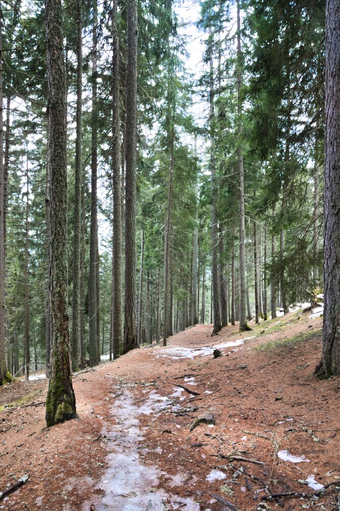 Nel bellissimo bosco salendo alle Piramidi di Perca o Plata
