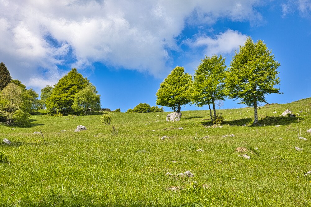 Pascoli a metà salita verso i Piani di Artavaggio