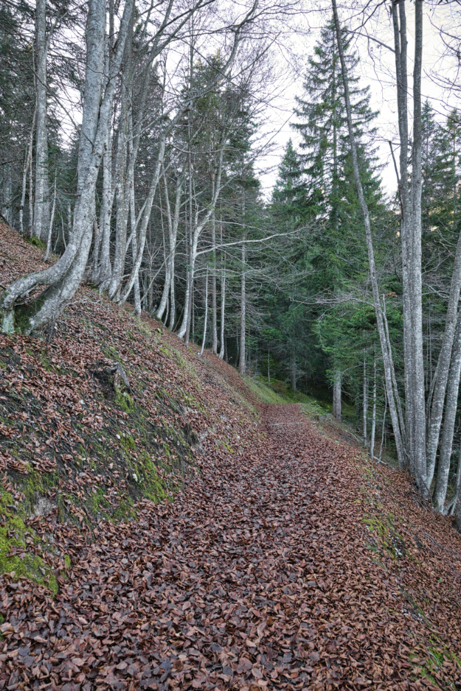 Scendendo verso la Baita Pineta