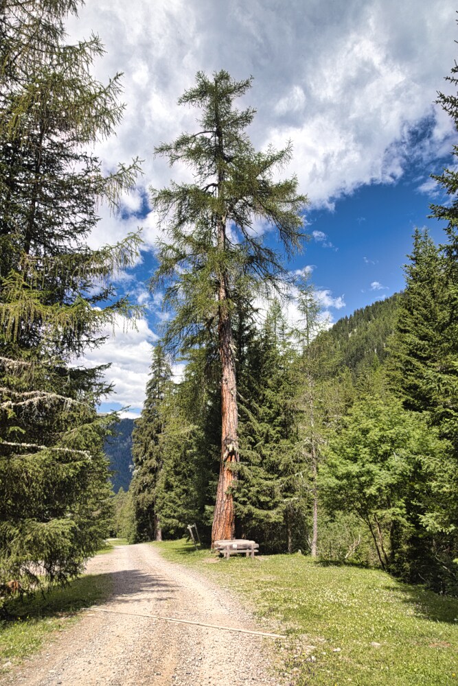 Imponente e bellissimo larice nei pressi della Randlhütte