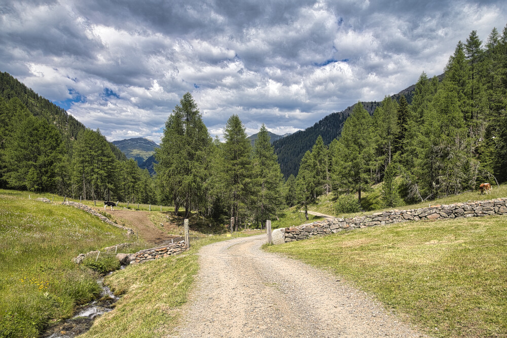Pascoli e mucche della Tolderhütte