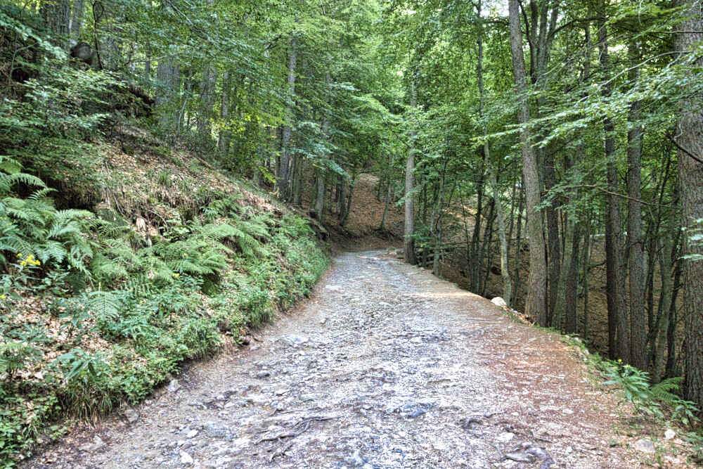 Dall'Alpe Paglio al Pian Delle Betulle